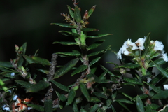 Leucopogon collinus