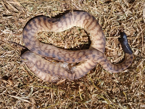 Black-headed Python sighting