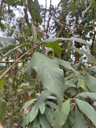 Image of Abatia parviflora by (c) Nicolás Baresch Uribe, some rights reserved (CC BY)