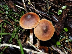 Cortinarius waiporianus