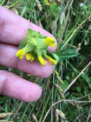 Rhinanthus minor