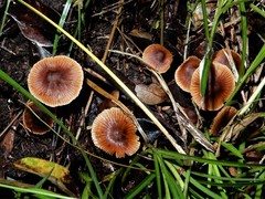 Cortinarius waiporianus