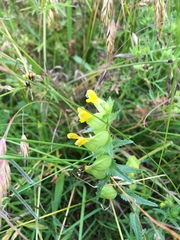Rhinanthus minor