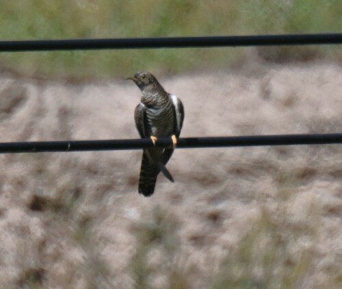 Common Cuckoo
