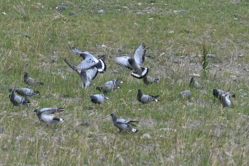 Hill Pigeon