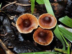 Cortinarius waiporianus