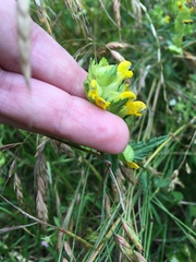 Rhinanthus minor