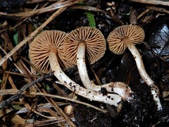 Cortinarius waiporianus