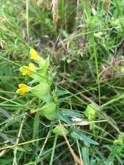 Rhinanthus minor
