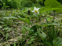 Solanum carolinense