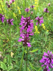 Betonica officinalis