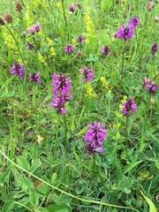 Betonica officinalis