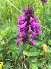 Betonica officinalis
