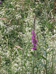 Lythrum salicaria