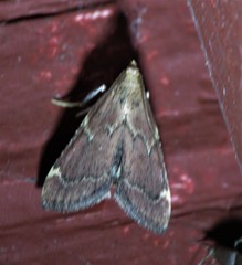 Hypsopygia intermedialis