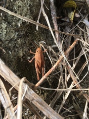 Gastrimargus marmoratus