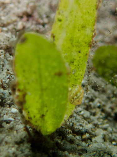 Smaragdia bryanae observed 2024-10-14
