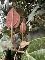 Meriania macrophylla, photograph (c) Nicolás Baresch Uribe, some rights reserved (CC BY)