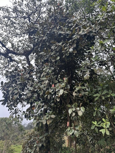Meriania macrophylla, photograph 5