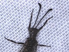 Bandidus vafer