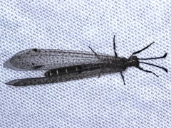 Bandidus vafer