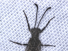 Bandidus vafer