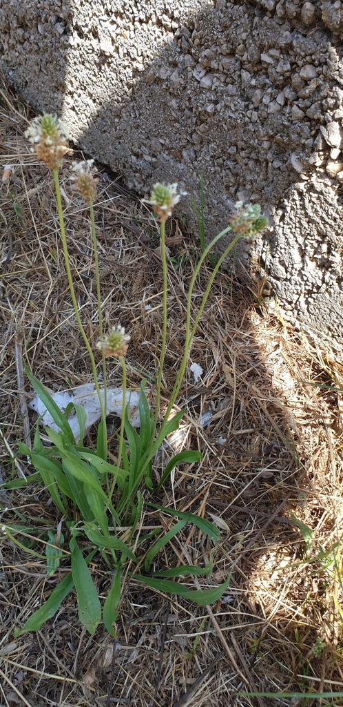 Ribwort plantain