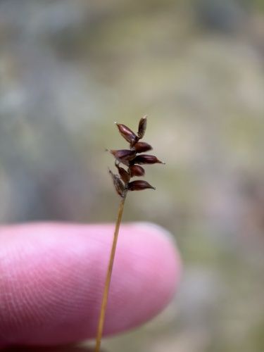 Image of Carex alascana by no rights reserved