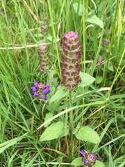 Prunella vulgaris