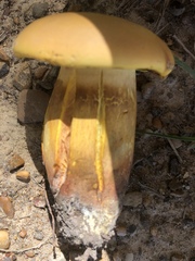 Pulveroboletus
