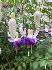 Fuchsia × hybrida