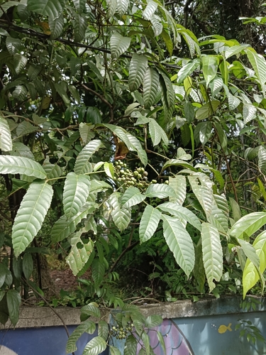 Image of Leea indica by (c) renjus box, some rights reserved (CC BY)