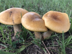 Pulveroboletus