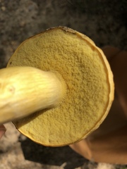 Pulveroboletus