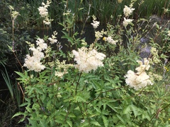 Filipendula ulmaria
