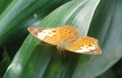 Cupha erymanthis lotis