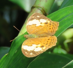 Cupha erymanthis lotis