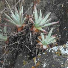 Dudleya virens hassei
