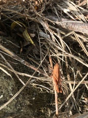 Gastrimargus marmoratus