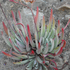 Dudleya virens hassei