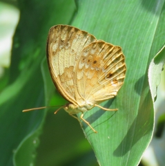 Cupha erymanthis lotis