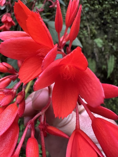 Begonia ferruginea, photograph 6