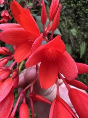Begonia ferruginea, photograph Nicolás Baresch Uribe, CC BY, iNaturalist via GBIF