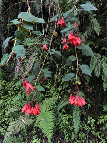 Begonia ferruginea, photograph 5