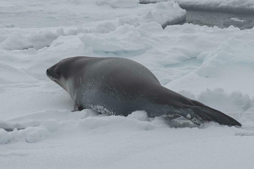 Ross Seal