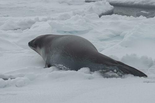 Ross Seal
