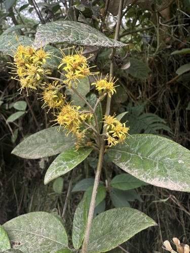 Oligactis sessiliflora, photograph 3