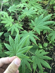 Acer pseudosieboldianum