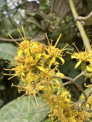 (c) Nicolás Baresch Uribe, some rights reserved (CC BY) Oligactis sessiliflora, photograph (c) Nicolás Baresch Uribe, some rights reserved (CC BY)