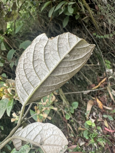 Oligactis sessiliflora, photograph 4
